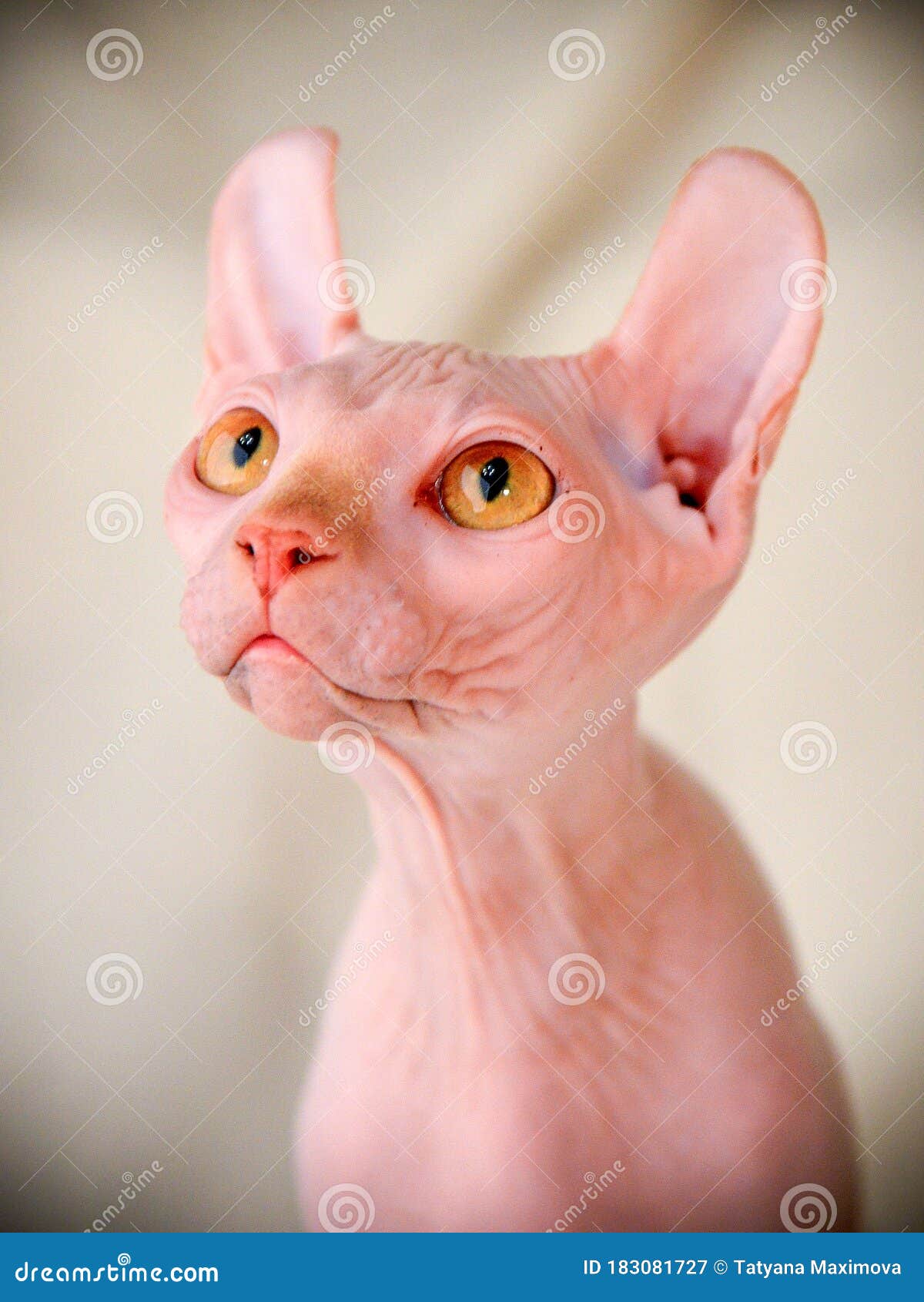 Funny Cats Elves are Fantastic Creatures from Another Planet. Stock Image -  Image of cats, aliens: 183081727