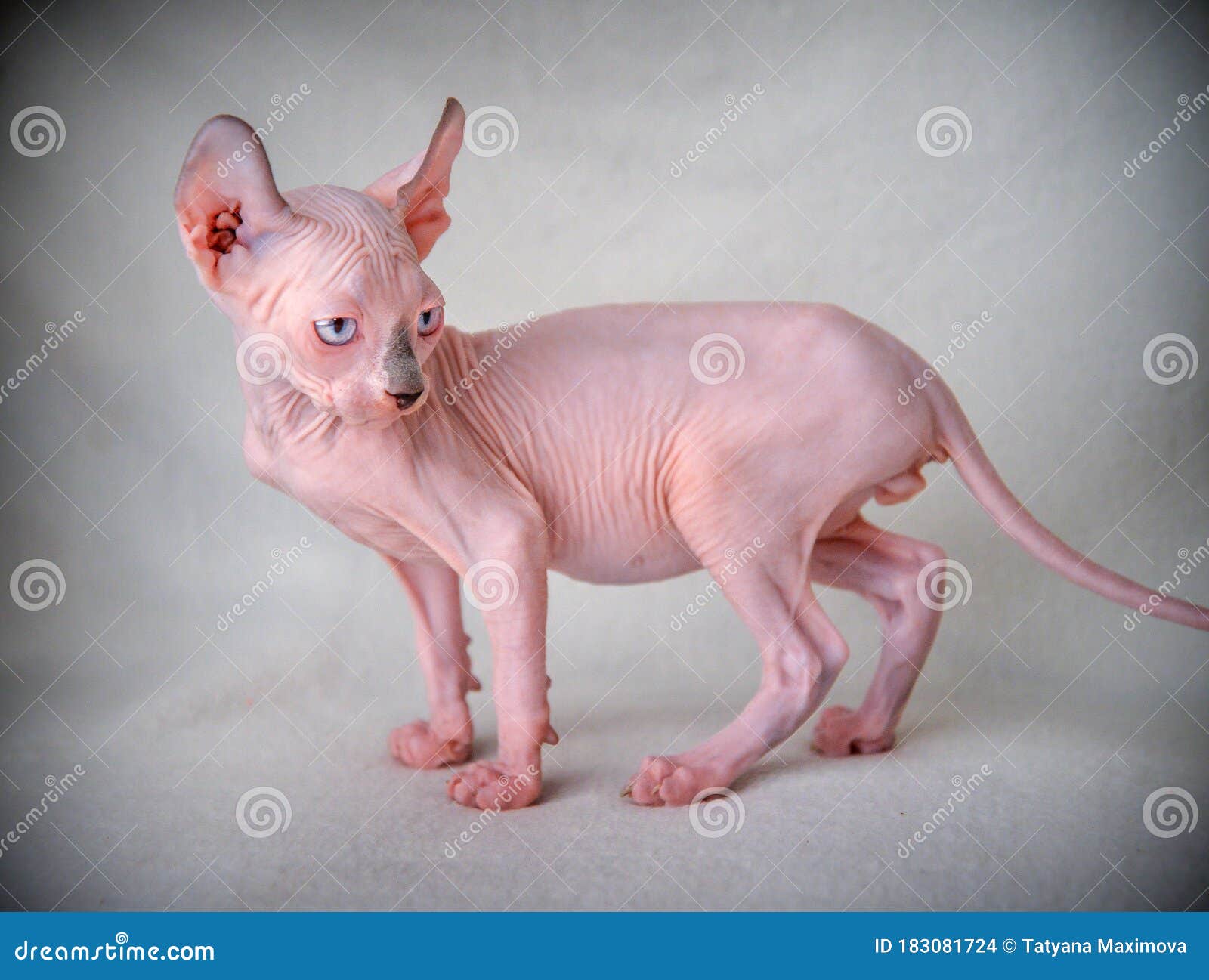 Funny Cats Elves are Fantastic Creatures from Another Planet. Stock Photo -  Image of children, aliens: 183081724