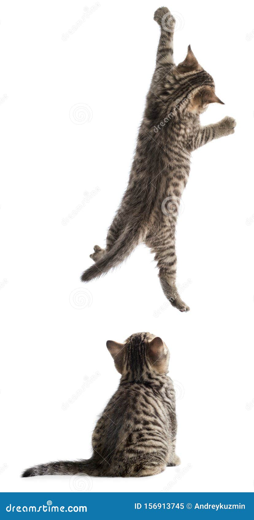 Funny Cats Hanging and Sitting Isolated on White Stock Image Image of