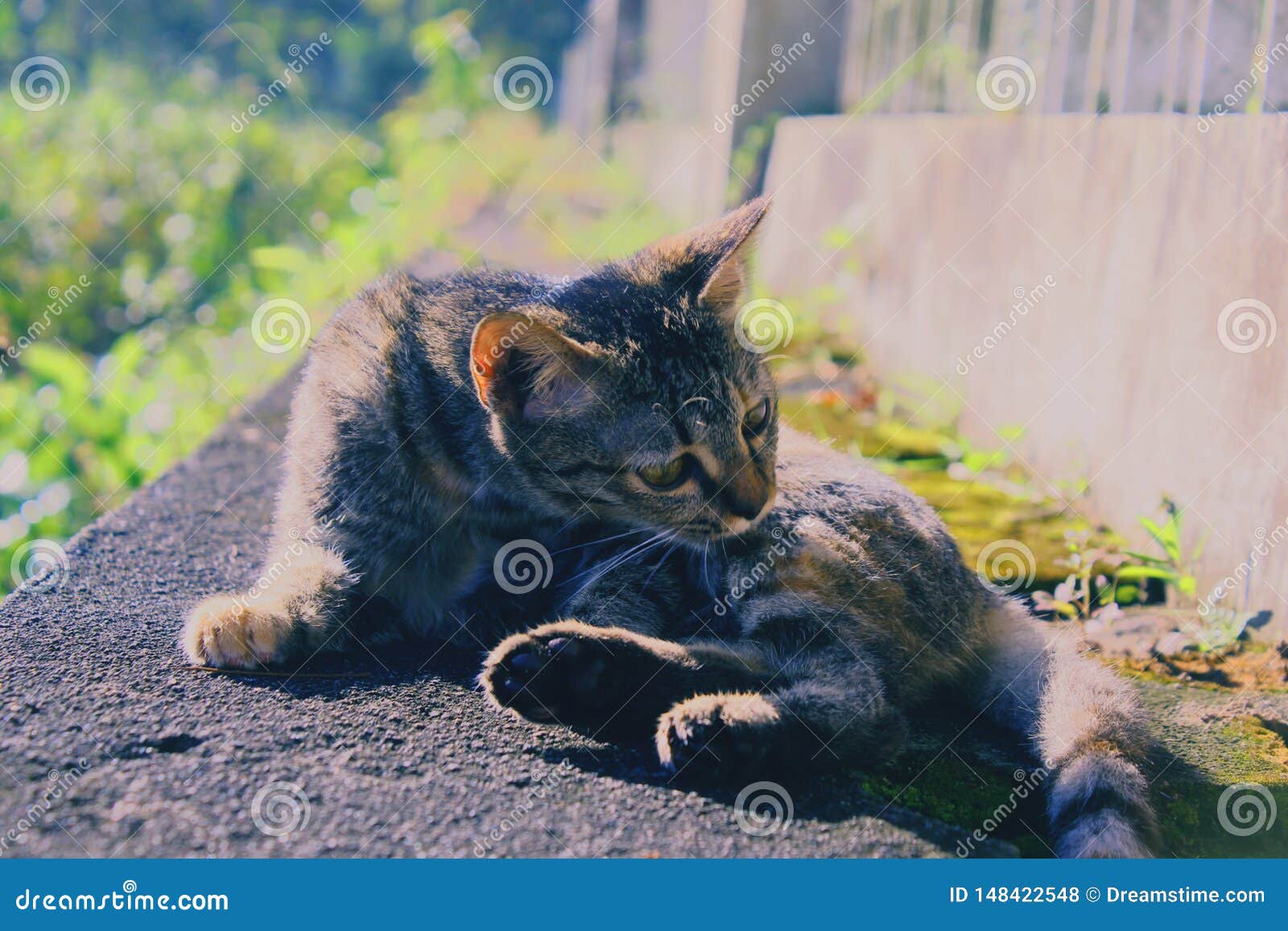 5+ Hundred Cat Cigarette Royalty-Free Images, Stock Photos & Pictures