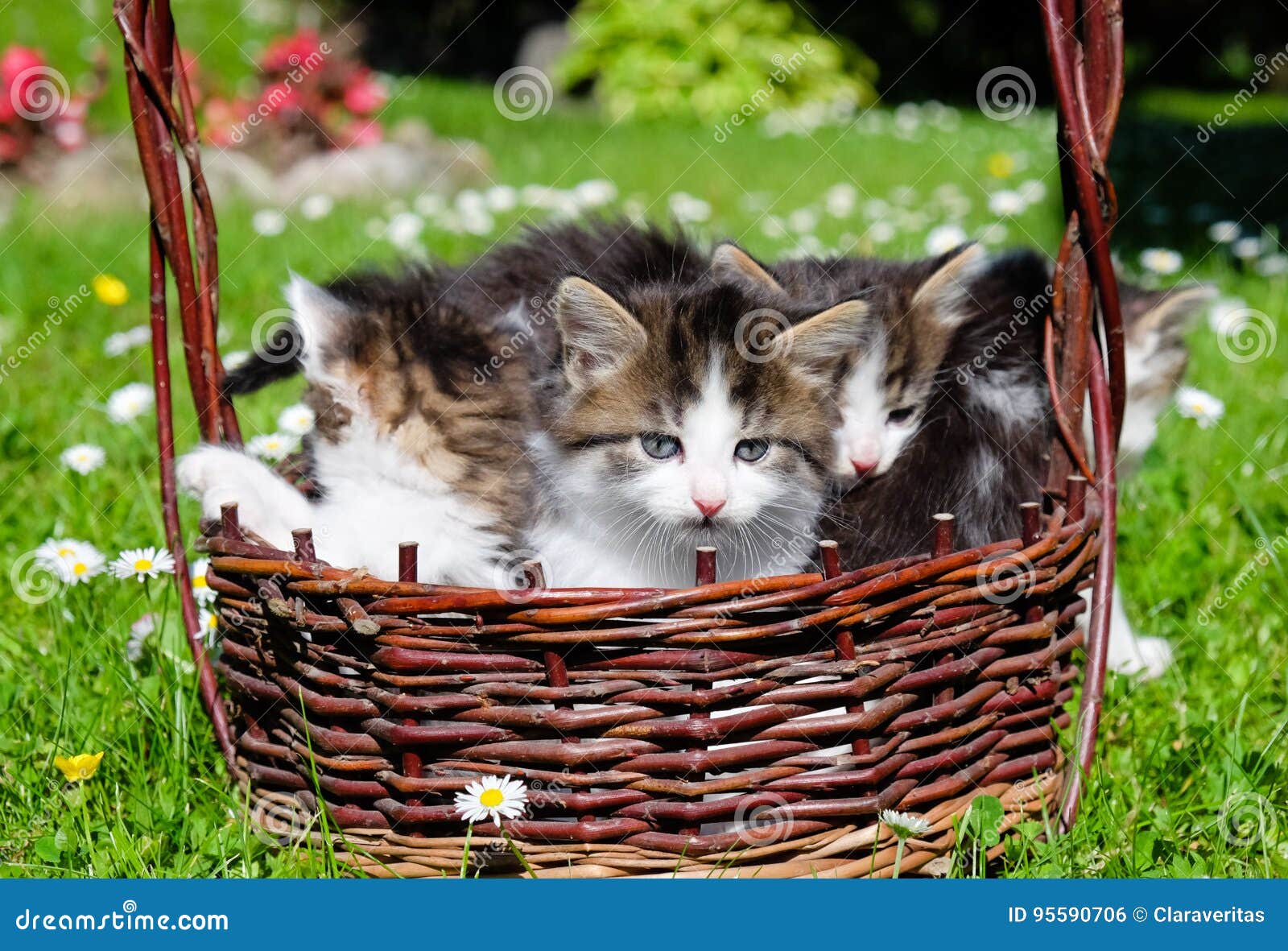 Funny Cats in Wicker Basket Stock Photo Image of hunt, jump 95590706