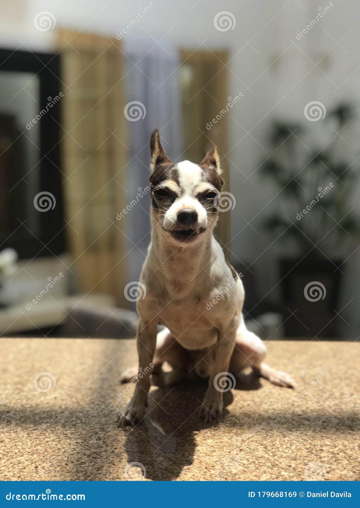 Funny chihuahua stock image. Image of making, faces