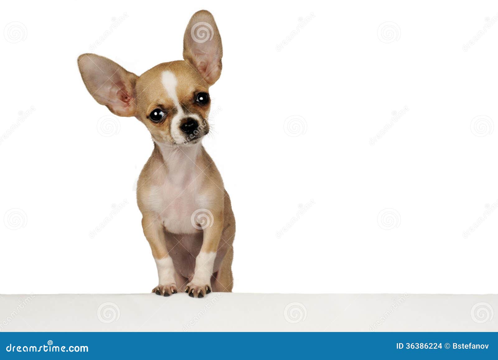 Funny Chihuahua Puppy Stock Images - Image: 36386224