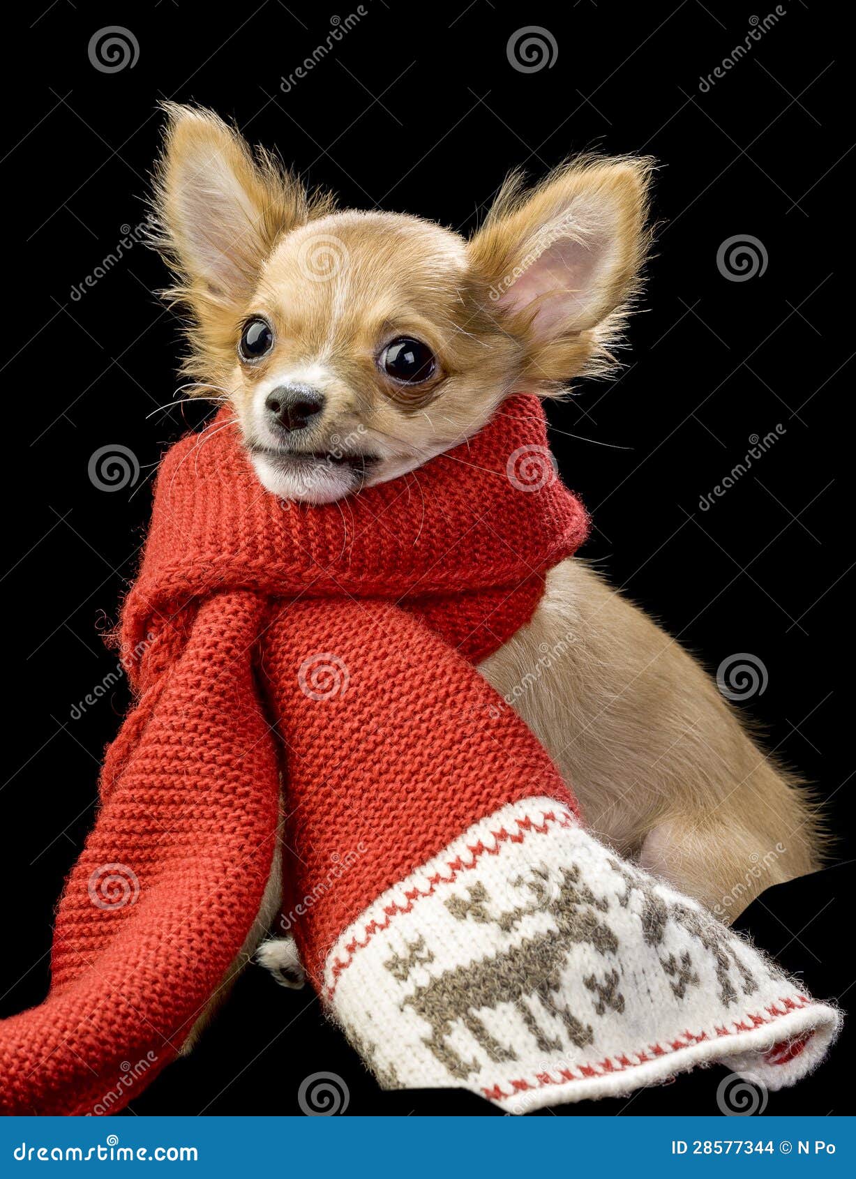 Funny Chihuahua Wrapped in Bright Winter Scarf Stock Photo Image of