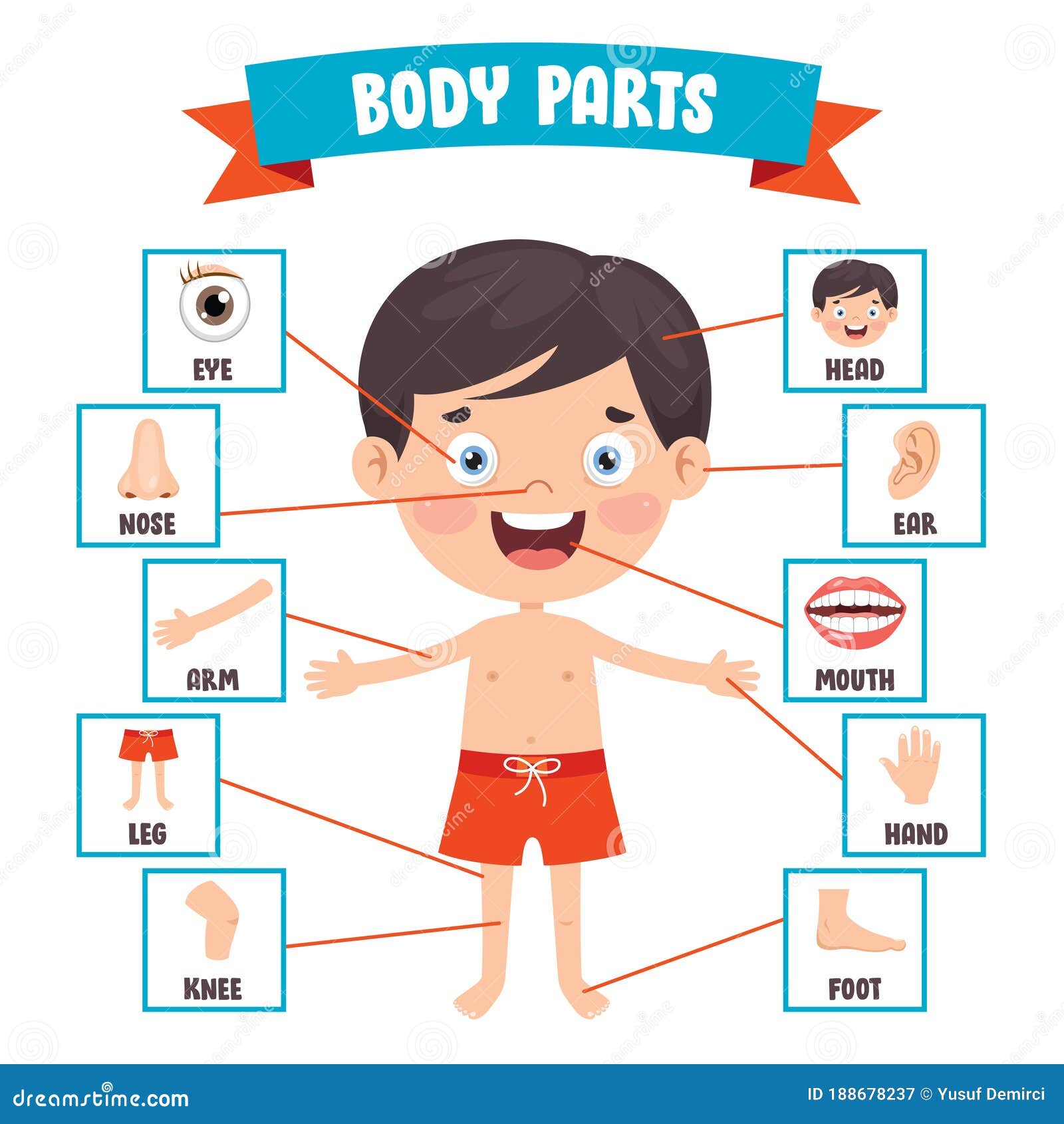 Boy Body Parts Diagram Poster Cartoon Vector | CartoonDealer.com #89757031