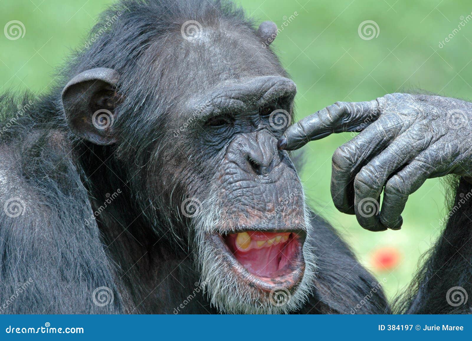 Funny Chimp stock image Image of humor scratch human Funny Chimp stock image Image of humor scratch human