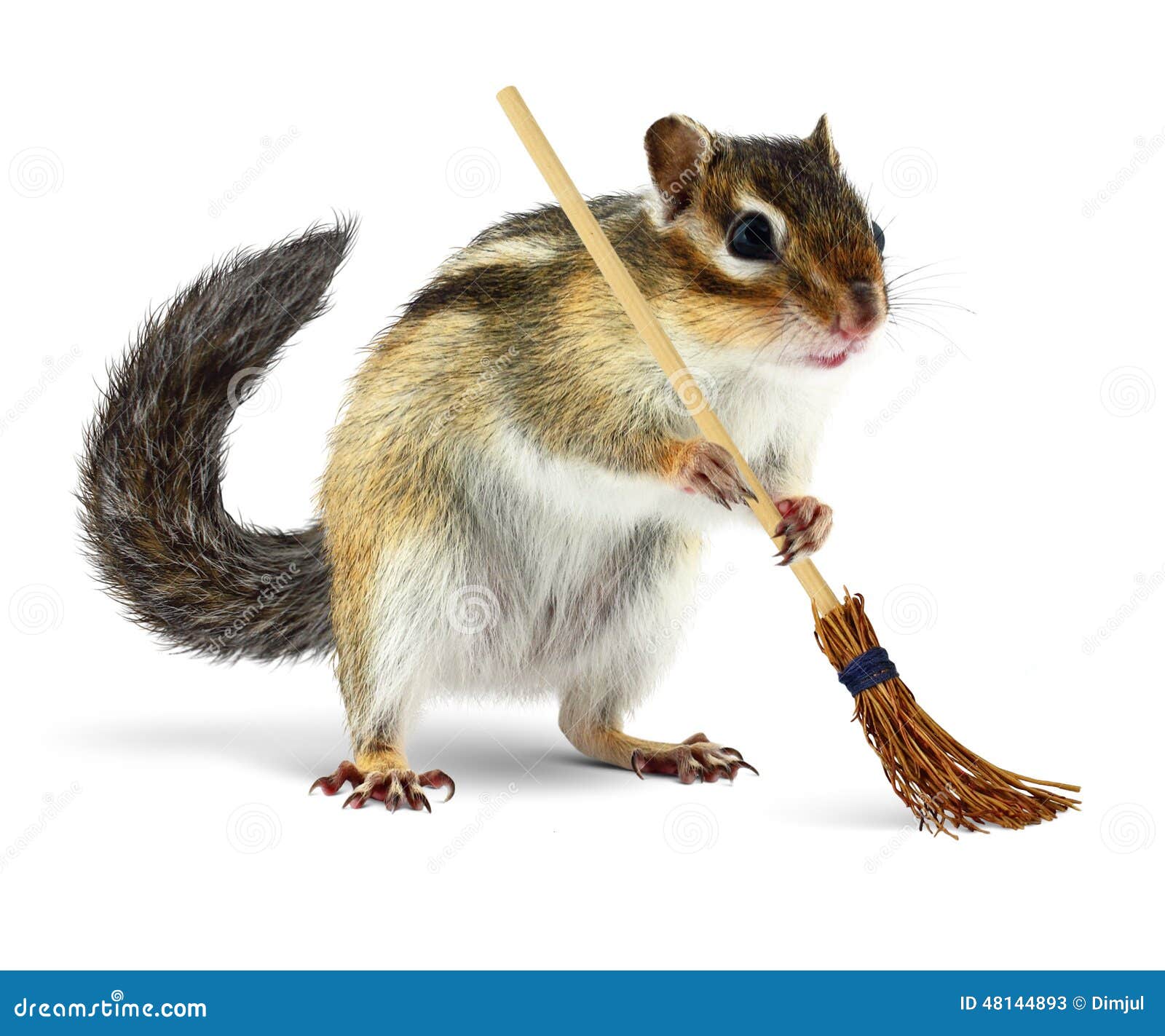 funny chipmunk holding broom