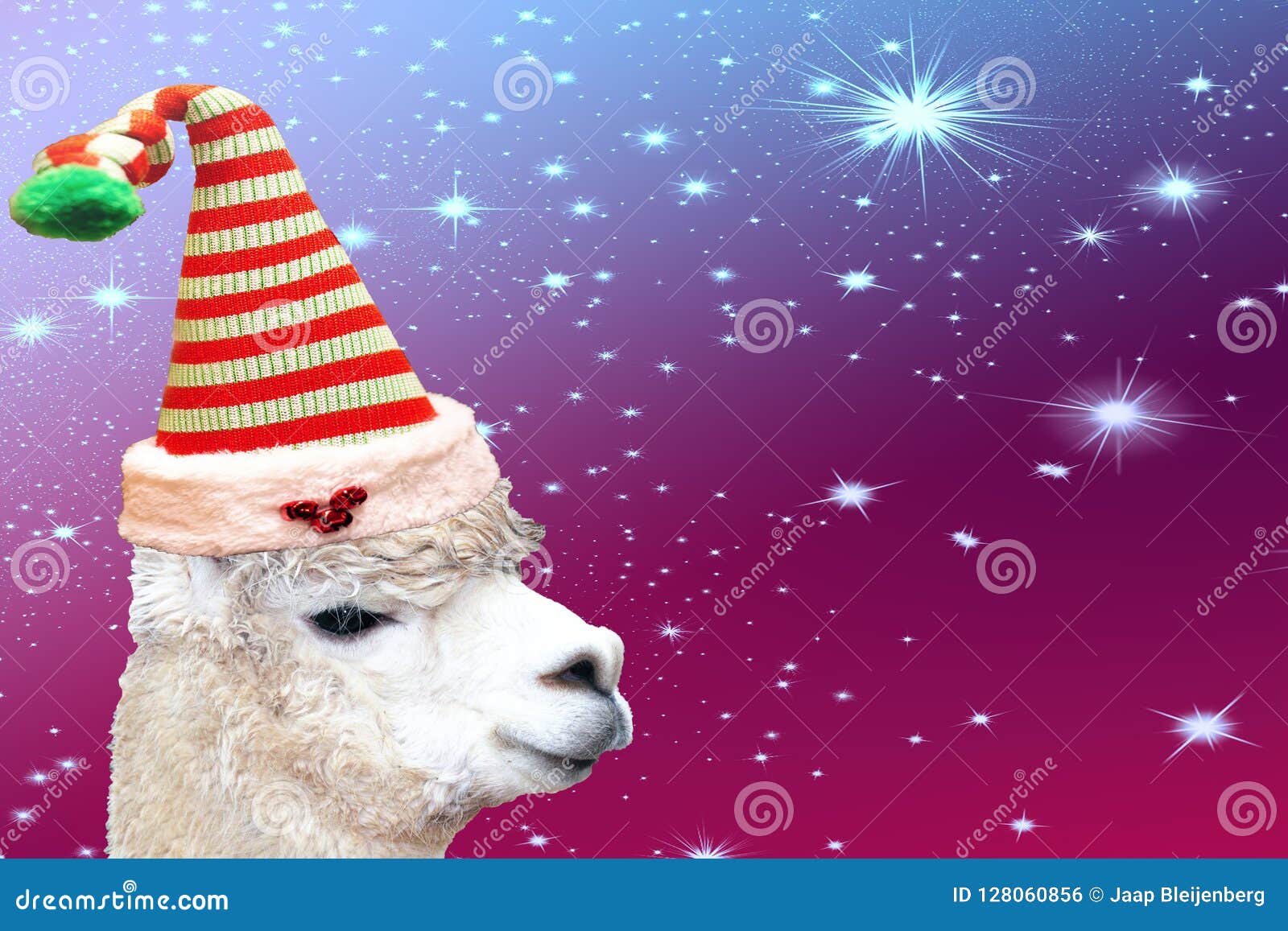 Funny Christmas Animal Alpaca Wearing a Striped Elf Hat Isolated on a  Colored Background with Stars Stock Photo - Image of celebration, closeup:  128060856