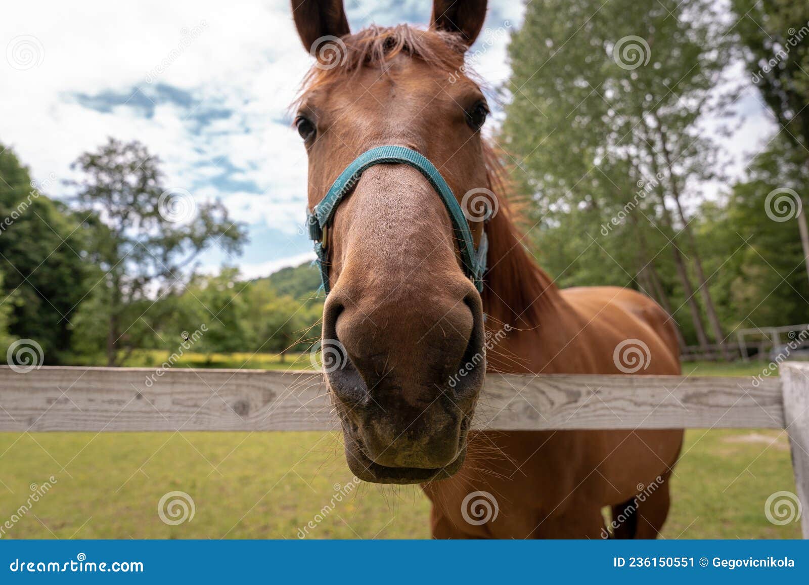 Funny Close Up of a Horse at the Ranch Stock Image - Image of horse, animals: 236150551 Funny Close Up of a Horse at the Ranch Stock Image - Image of horse, animals: 236150551