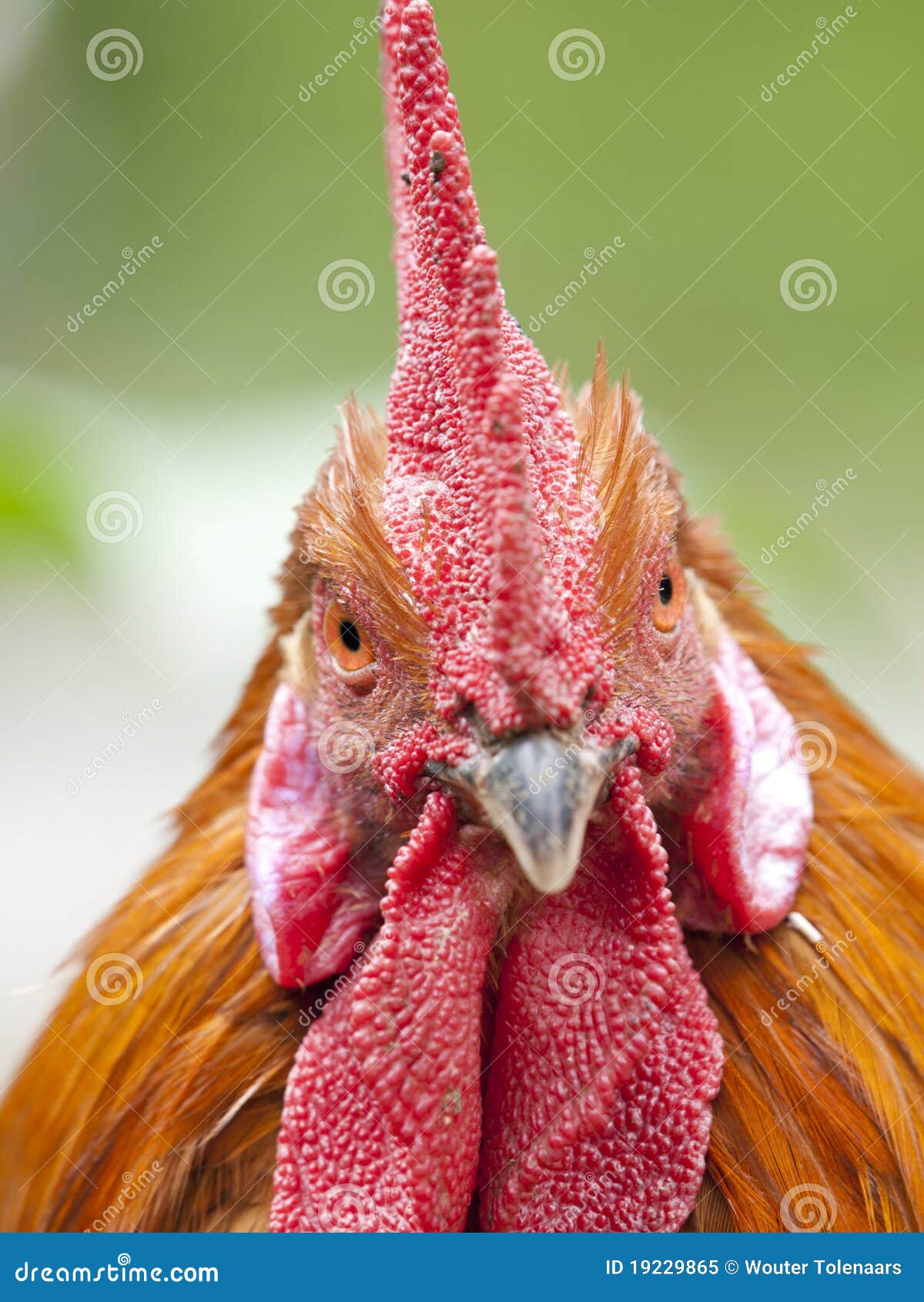 3,619 Funny Rooster Stock Photos - Free & Royalty-Free Stock Photos from  Dreamstime