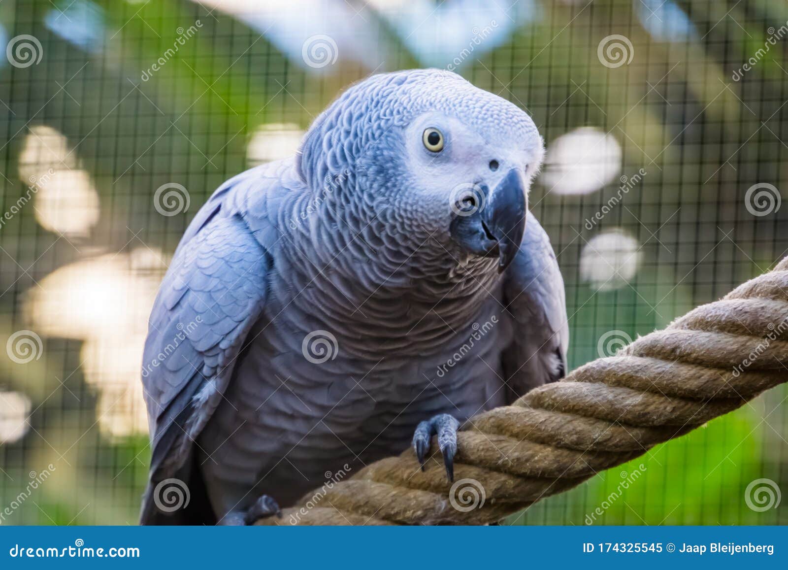 Funny Closeup of a Congo African Grey Parrot, Tropical Endangered Bird  Specie from Africa Stock Image - Image of aviculture, gray: 174325545