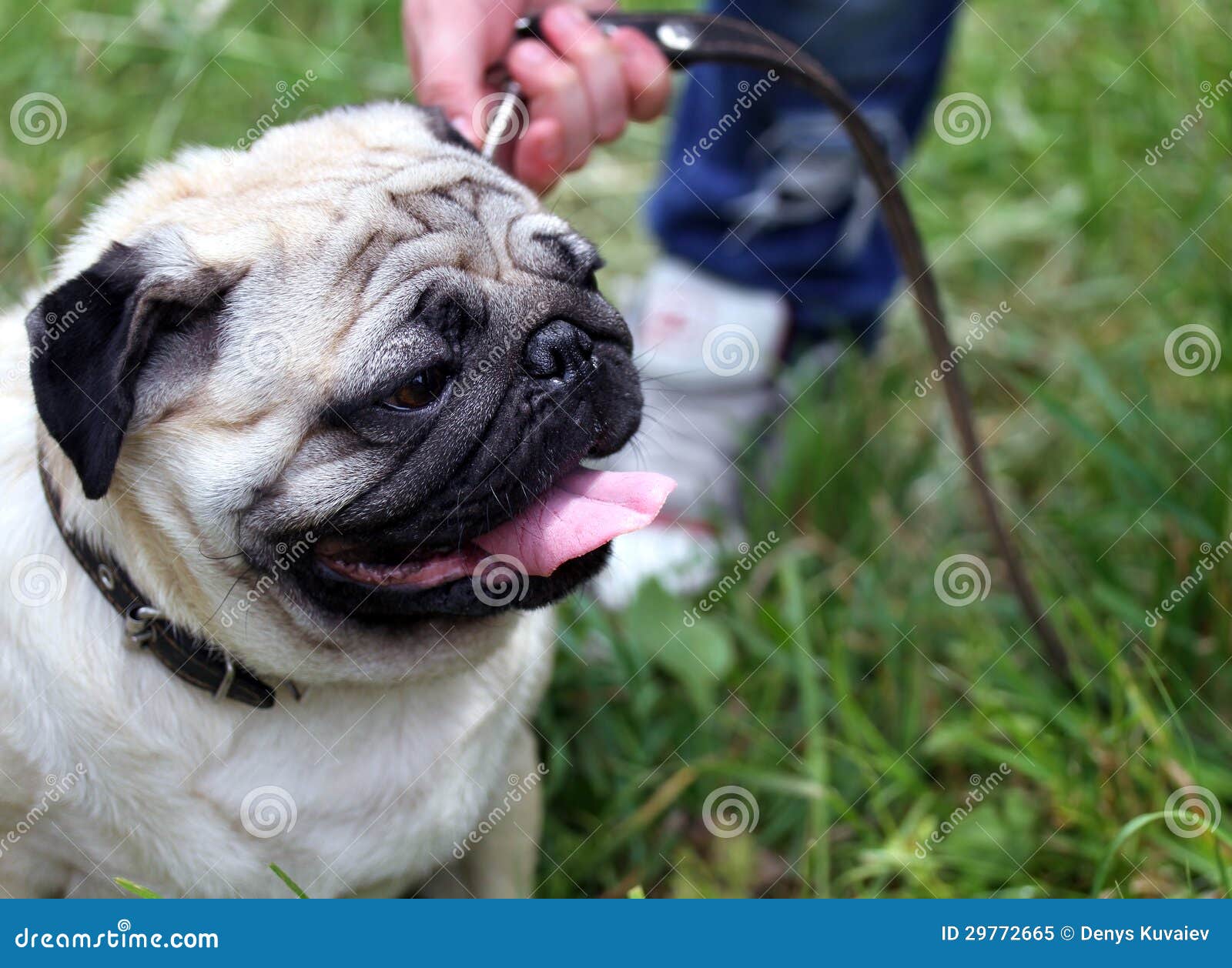 Cute mops stock image. Image of outside, eyes, cheerful 29772665