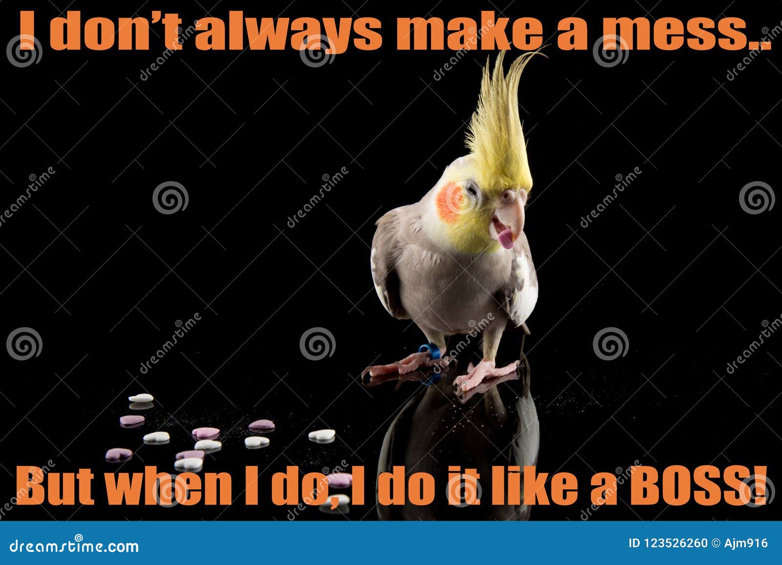Funny Cockatiel Quote, Cute Parrot Meme, Eating Small Hearts ...
