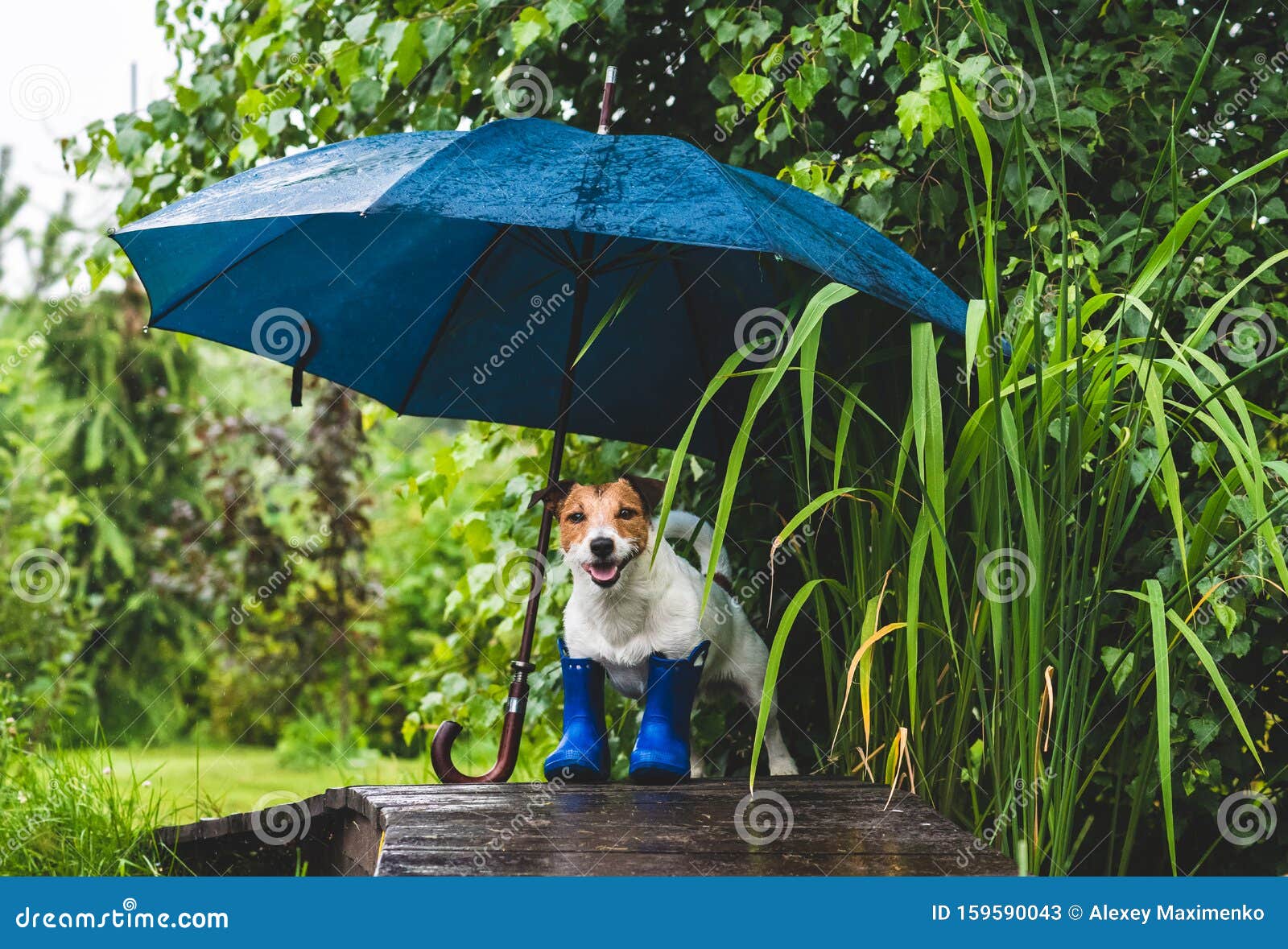 Funny Rain Soaked Wet Stock Photos - Free & Royalty-Free Stock Photos from Dreamstime Funny Rain Soaked Wet Stock Photos - Free & Royalty-Free Stock Photos from Dreamstime