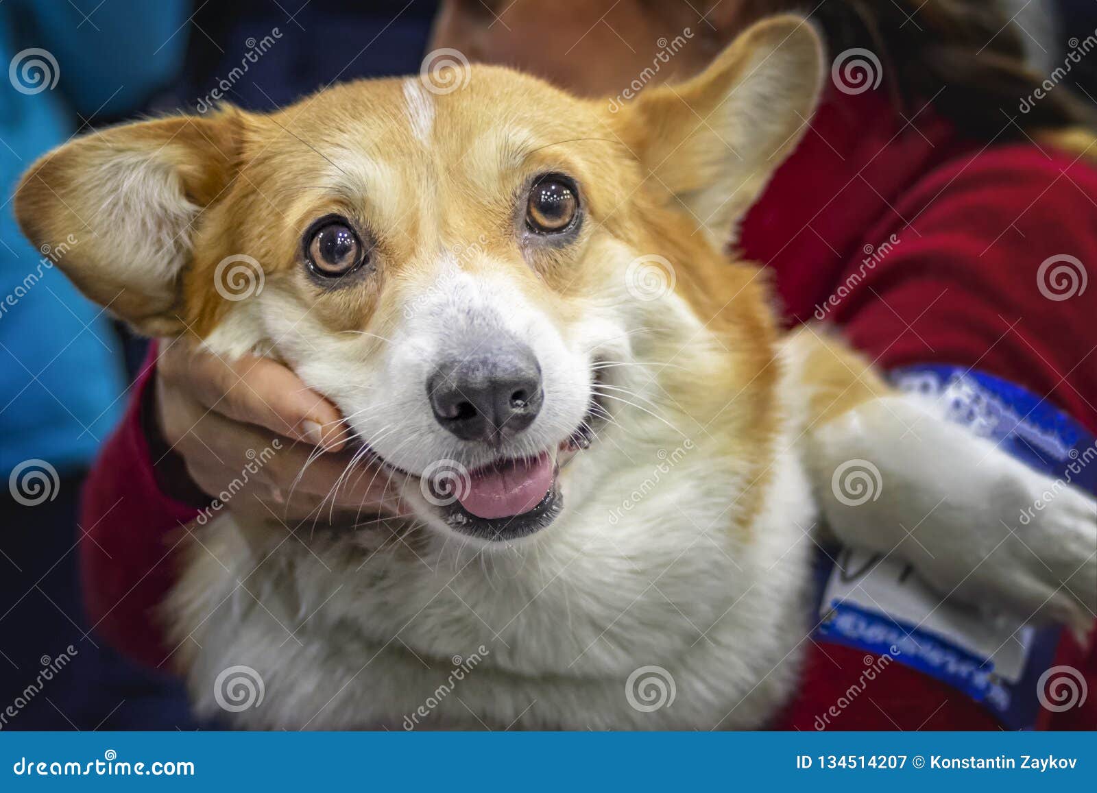 Funny Corgi Dog with Big Ears. Portrait Red Dog on Hands Owner for Poster,  Wallpaper Stock Image - Image of couch, background: 134514207