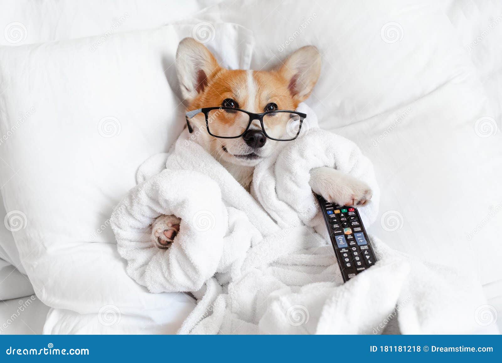 funny corgi dog in glasses laying in bed, relaxing, yawning, smiling, watching tv, feeling bored and relaxed in a day off