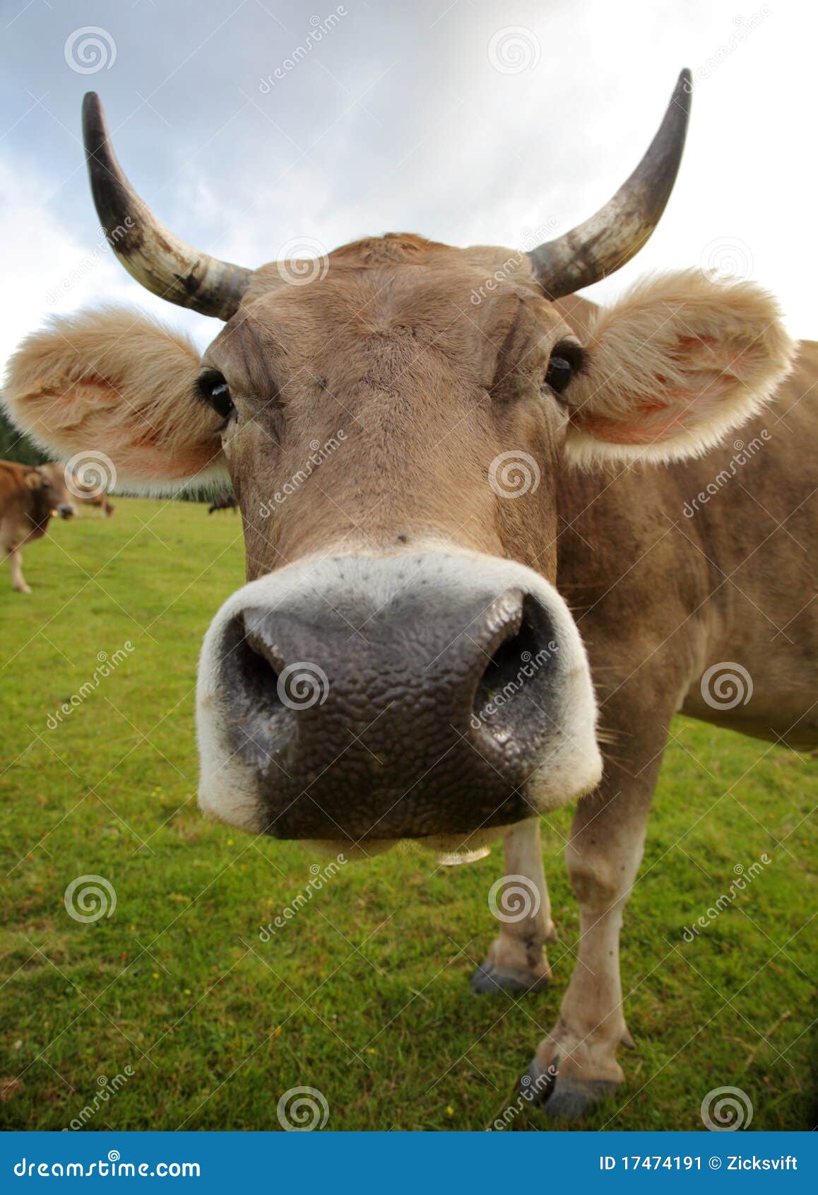 The funny cow stock image. Image of animal, grass, cattle - 17474191