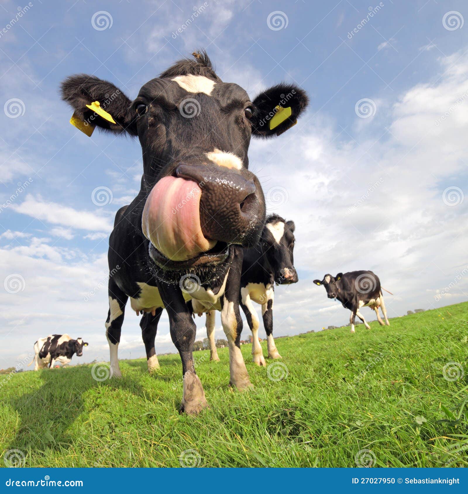 Funny Cow Stock Photo - Image: 27027950