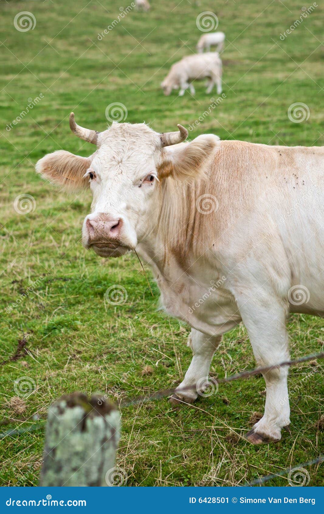 Funny cow stock image. Image of animal, curious, staring - 6428501