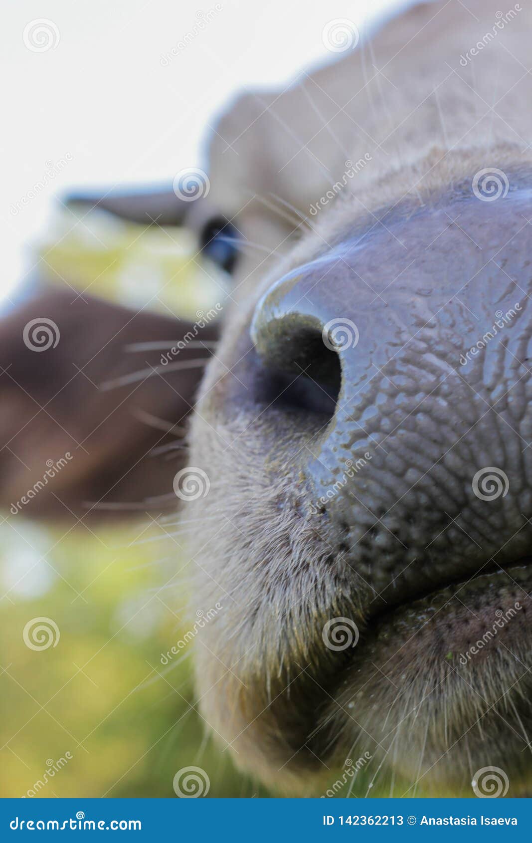 Funny cow nose close up stock image. Image of bovine - 142362213