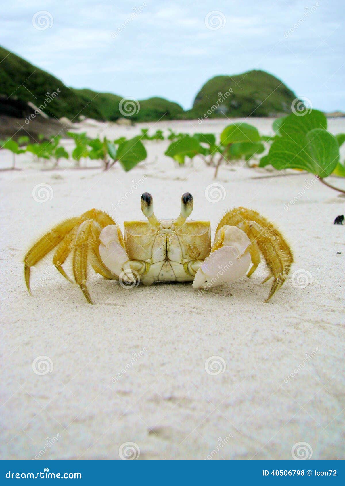 funny crab in a sandy wild beach of honey island (ilha do mel),