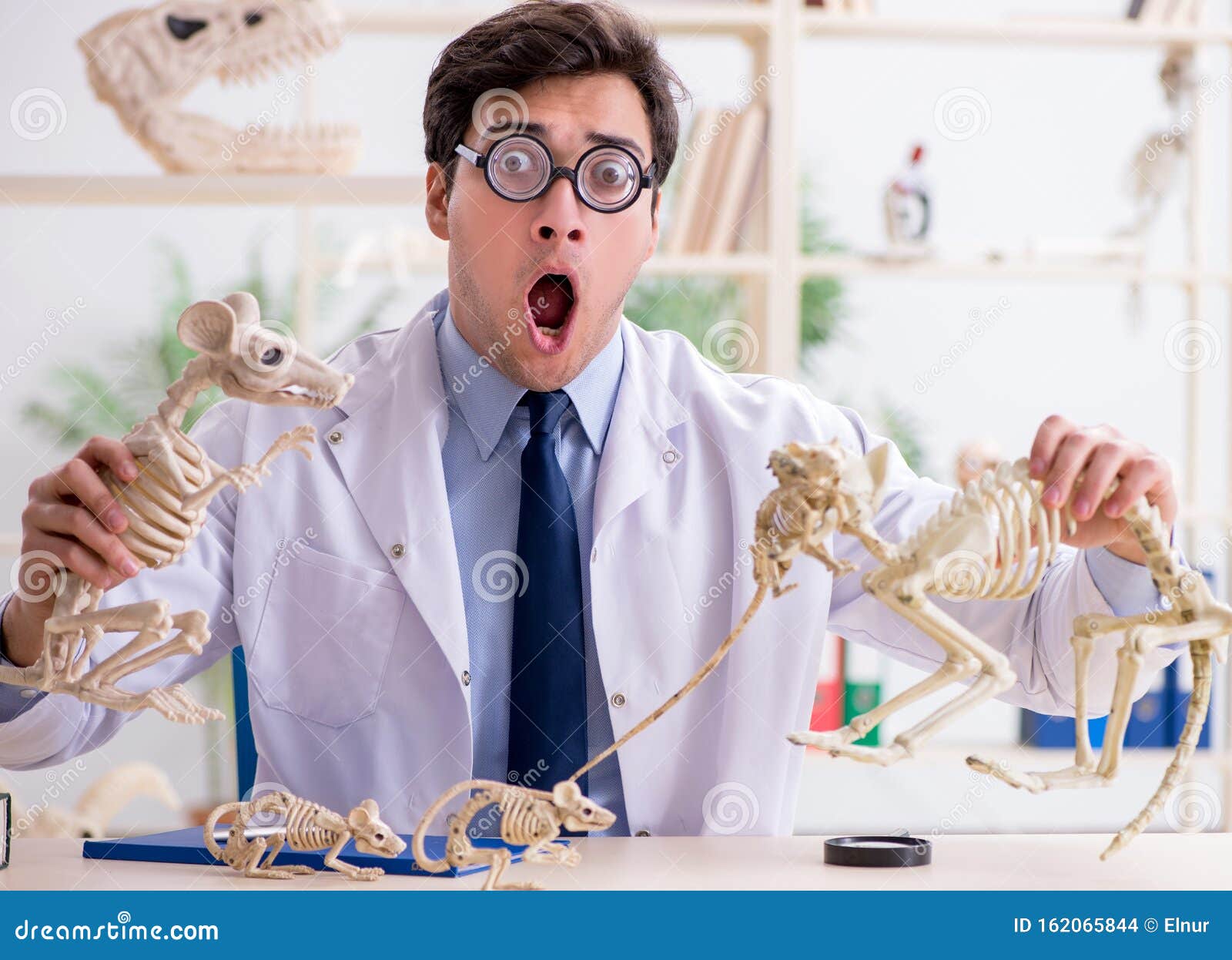 Funny Crazy Professor Studying Animal Skeletons Stock Photo Image of funny, finding 162065844