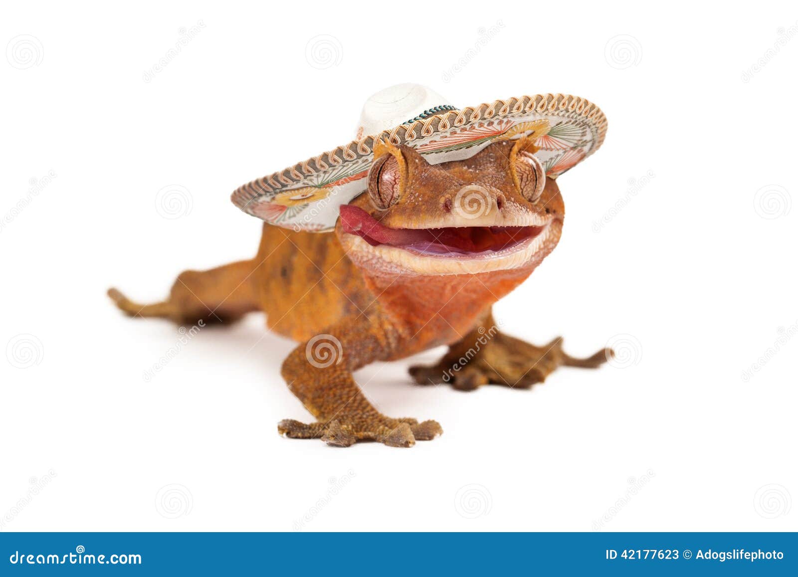 Sombrero Hat for Reptiles