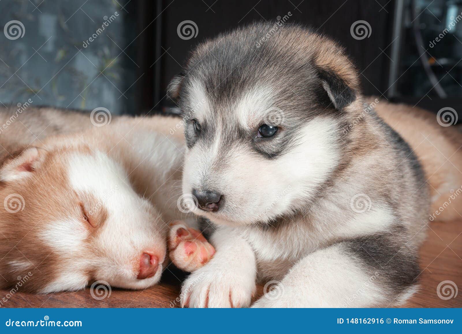 Funny, Cute Alaskan Malamute Puppy Stock Photo - Image of background, eyes:  148162916