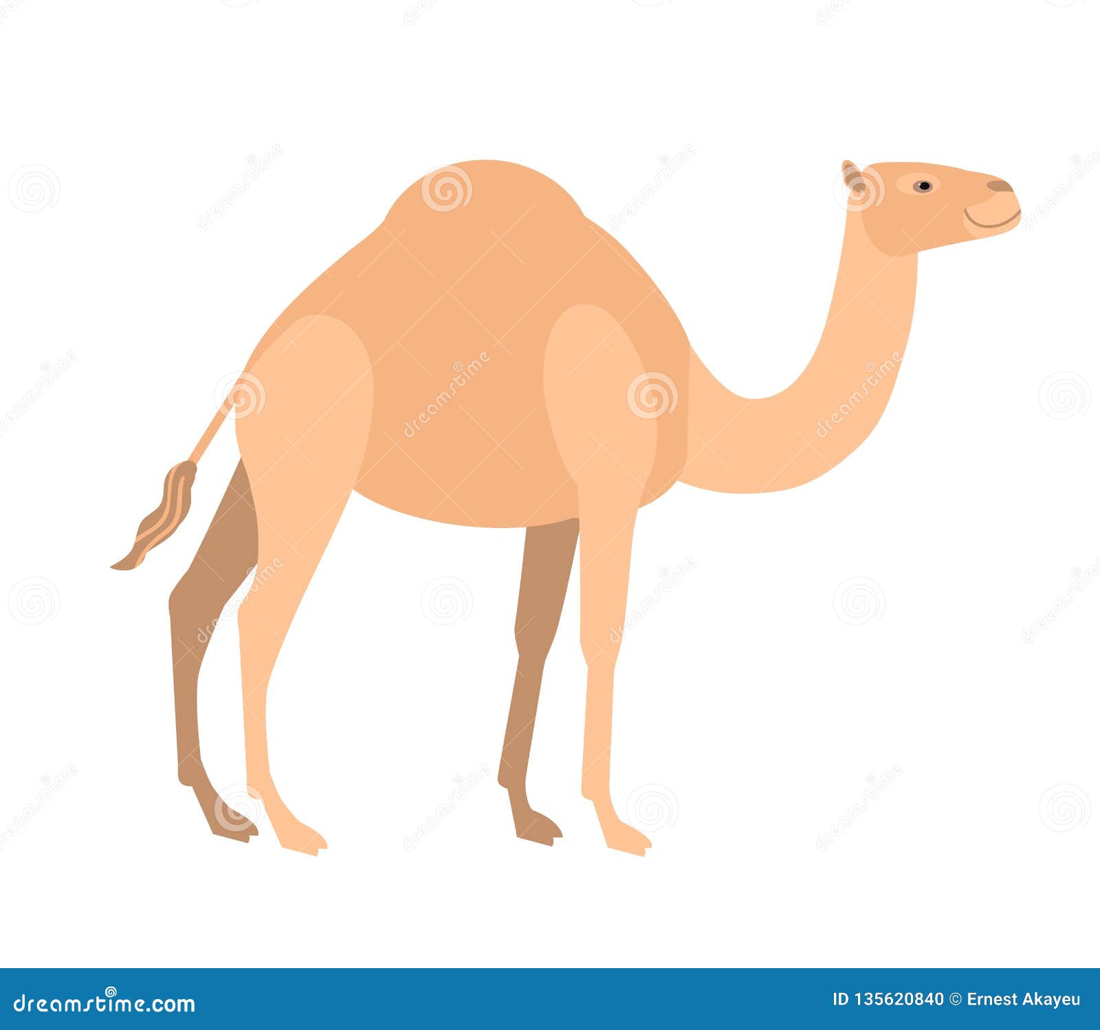 funny cute dromedary camel  on white background. wild smart asian herbivorous ungulate mammal, desert working
