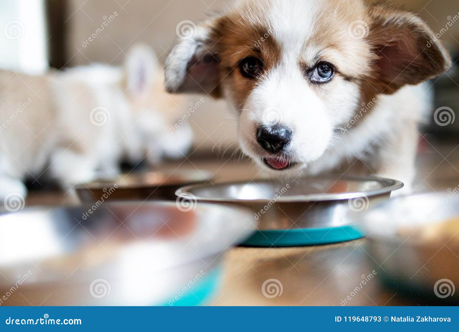 Funny Cute Puppy Eating Dog Food And Curiously Looking At ...