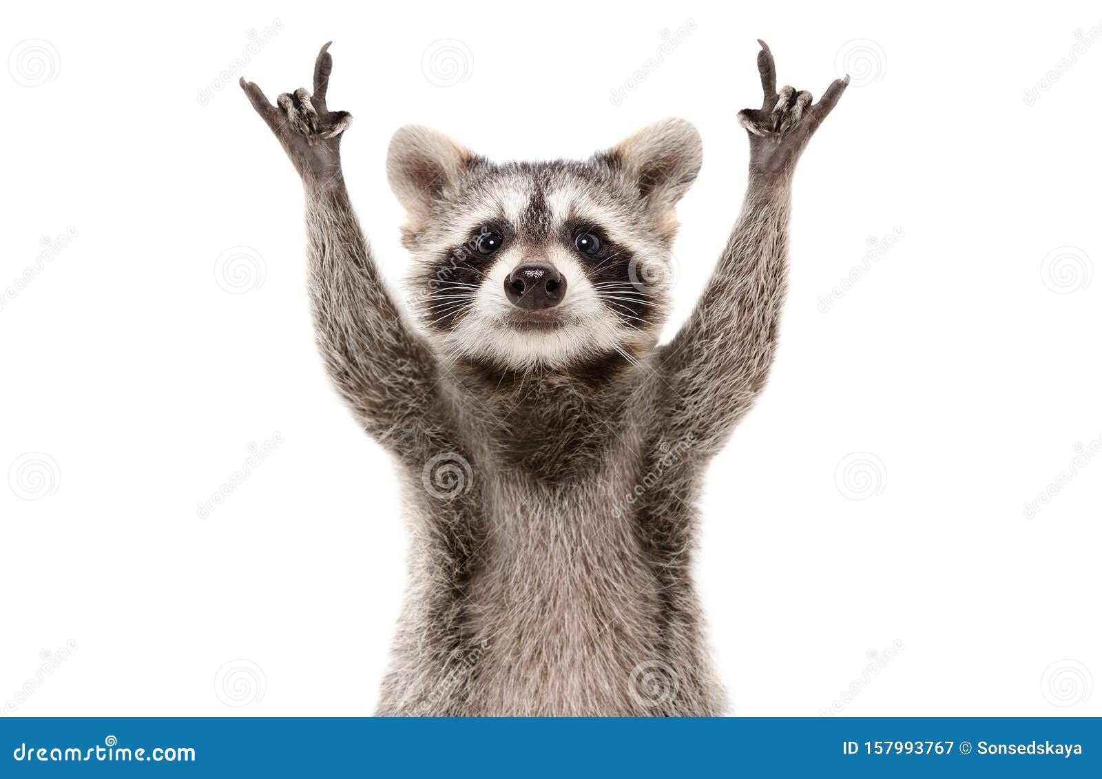 Funny Cute Raccoon Showing a Rock Gesture Stock Image - Image of charming,  gesture: 157993767