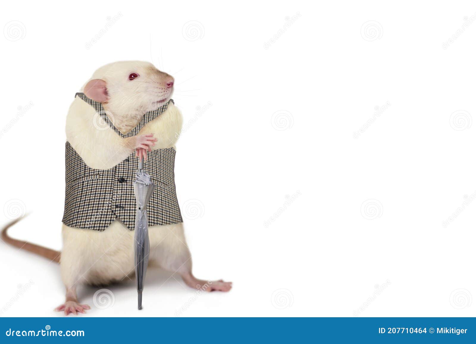 Funny Cute Rat Dreaming on White Stock Photo - Image of white, funny:  207710464