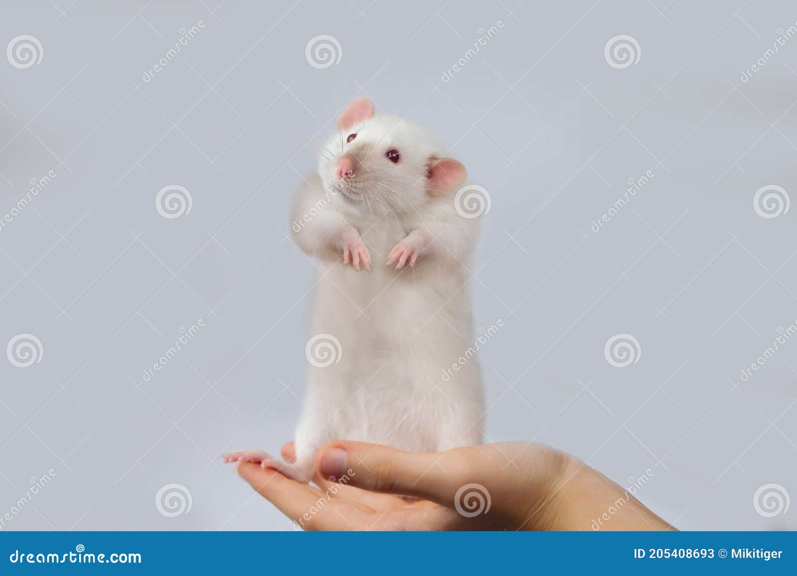 Funny Cute Rat Looking while Standing on the Palm Stock Image ...