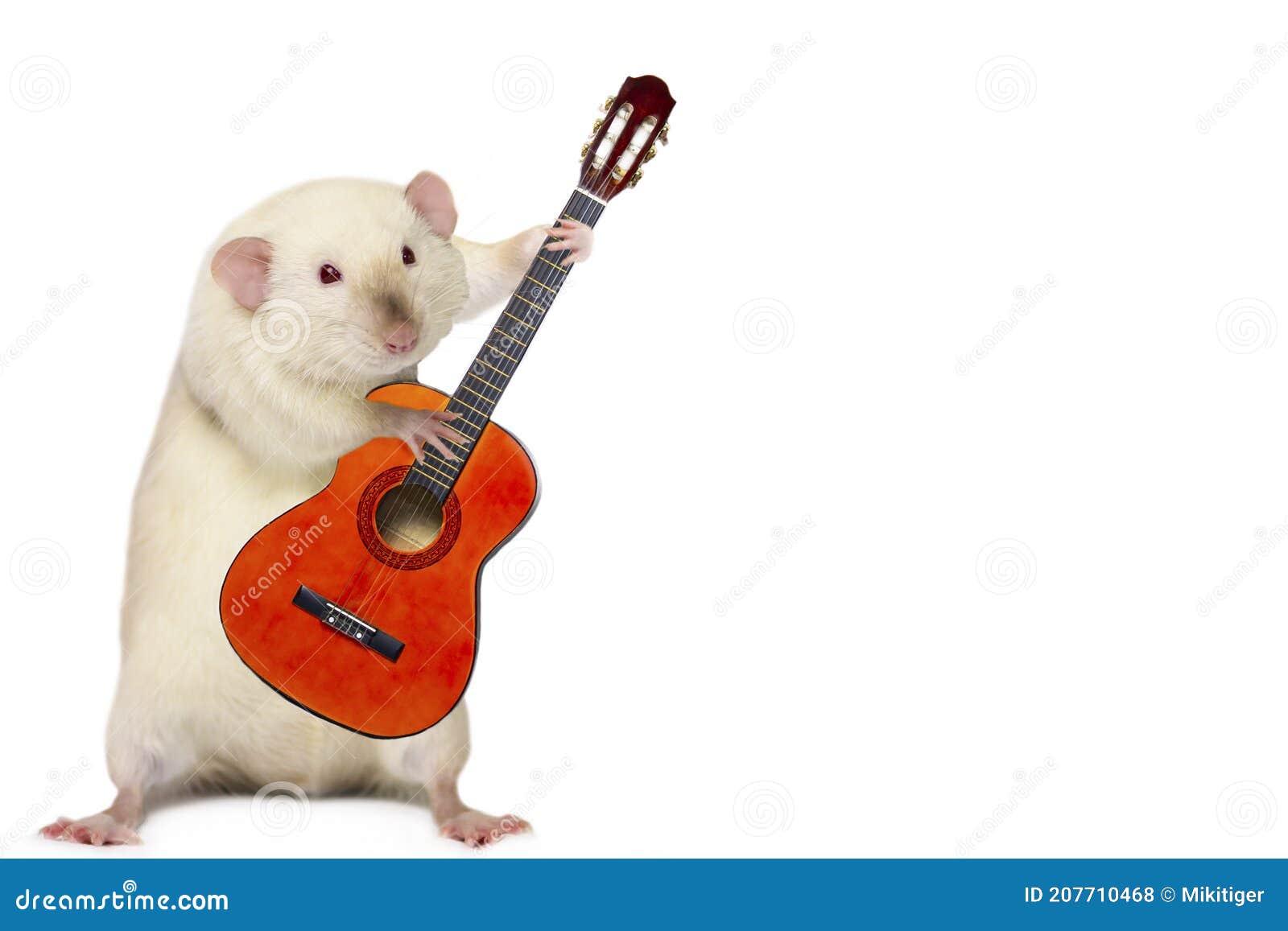 Funny Cute Rat Musician Playing Guitar Stock Photo - Image of ...