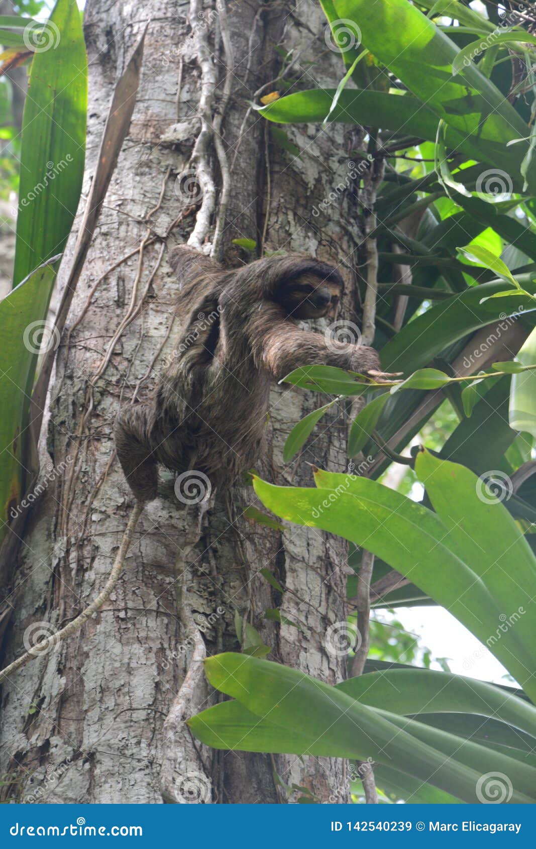 sloth hanging in a tree in bocas del toro panama