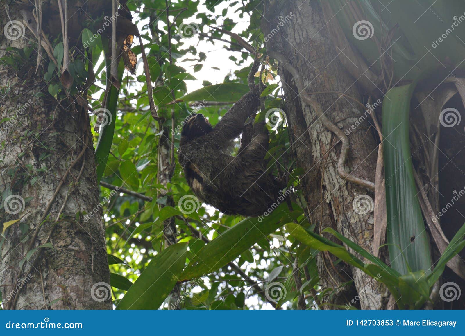 sloth hanging in a tree in bocas del toro panama