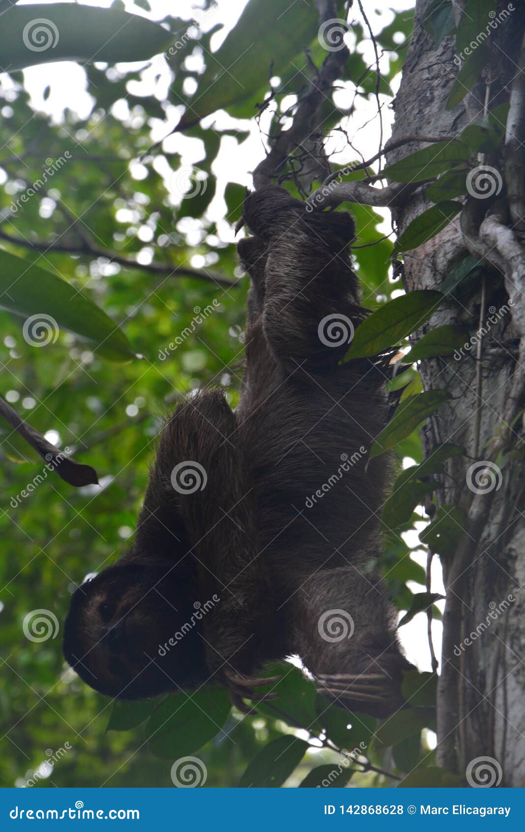 sloth hanging in a tree in bocas del toro panama