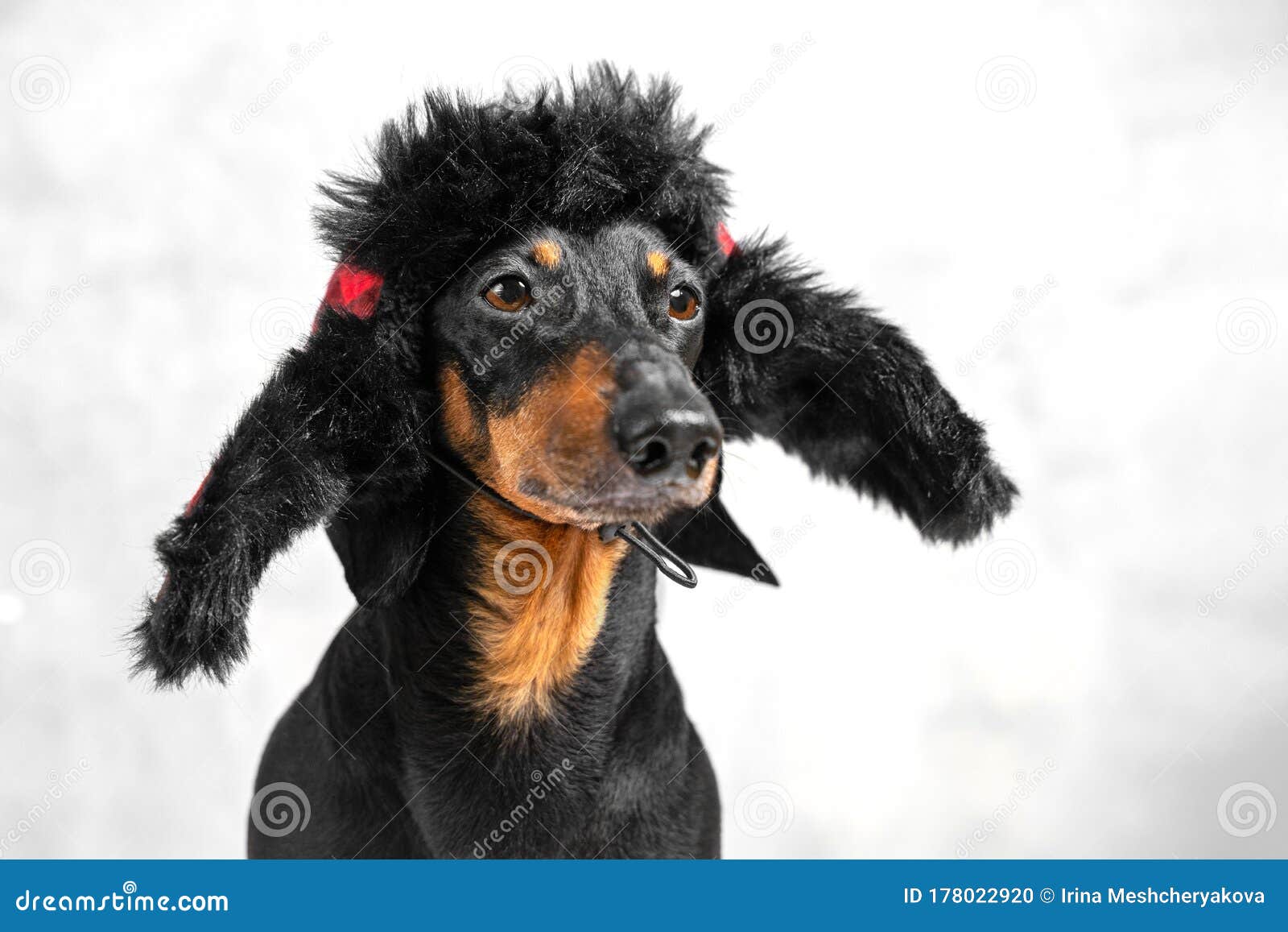 russian dachshund