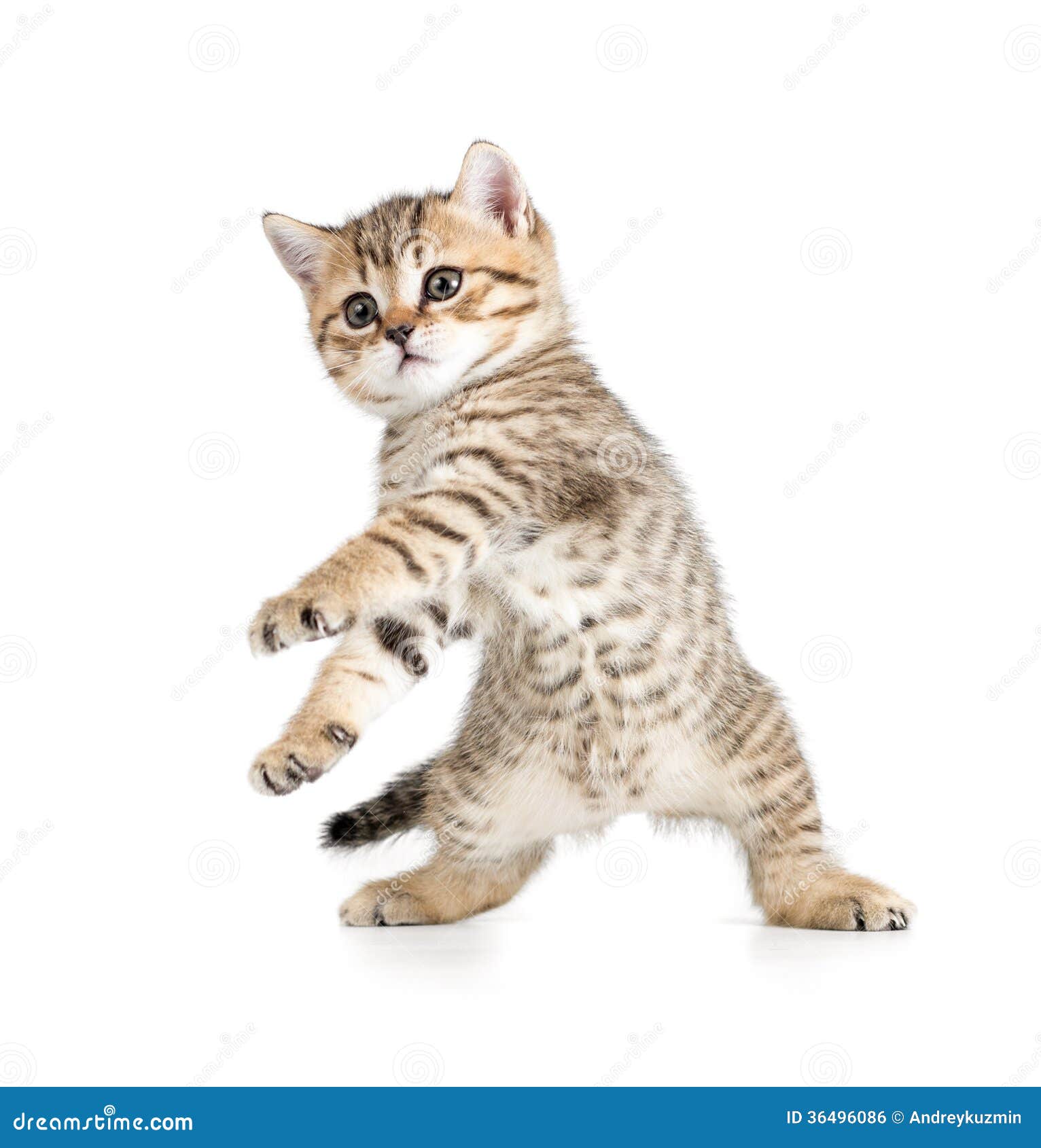 Funny Dancing Kitten on White Stock Photo Image of animal, expression