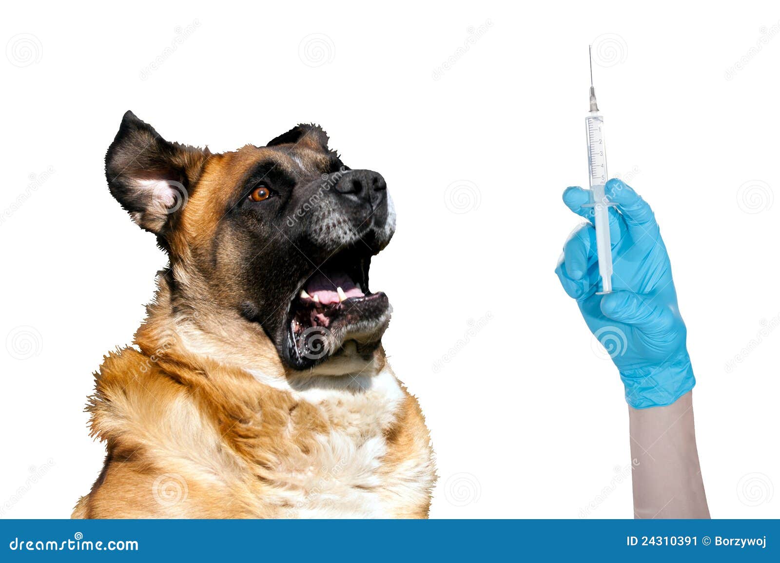 Funny dog stock image. Image of funny, drugs, immunization - 24310391