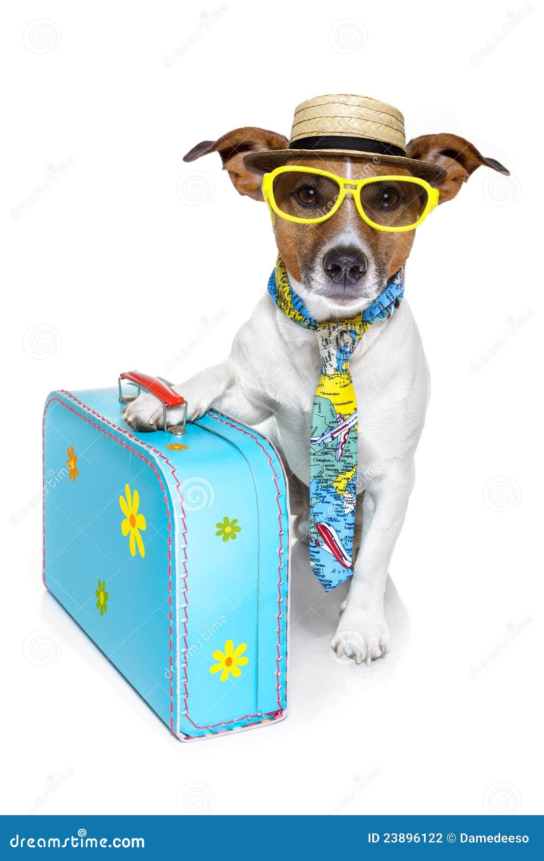 funny dog as a tourist