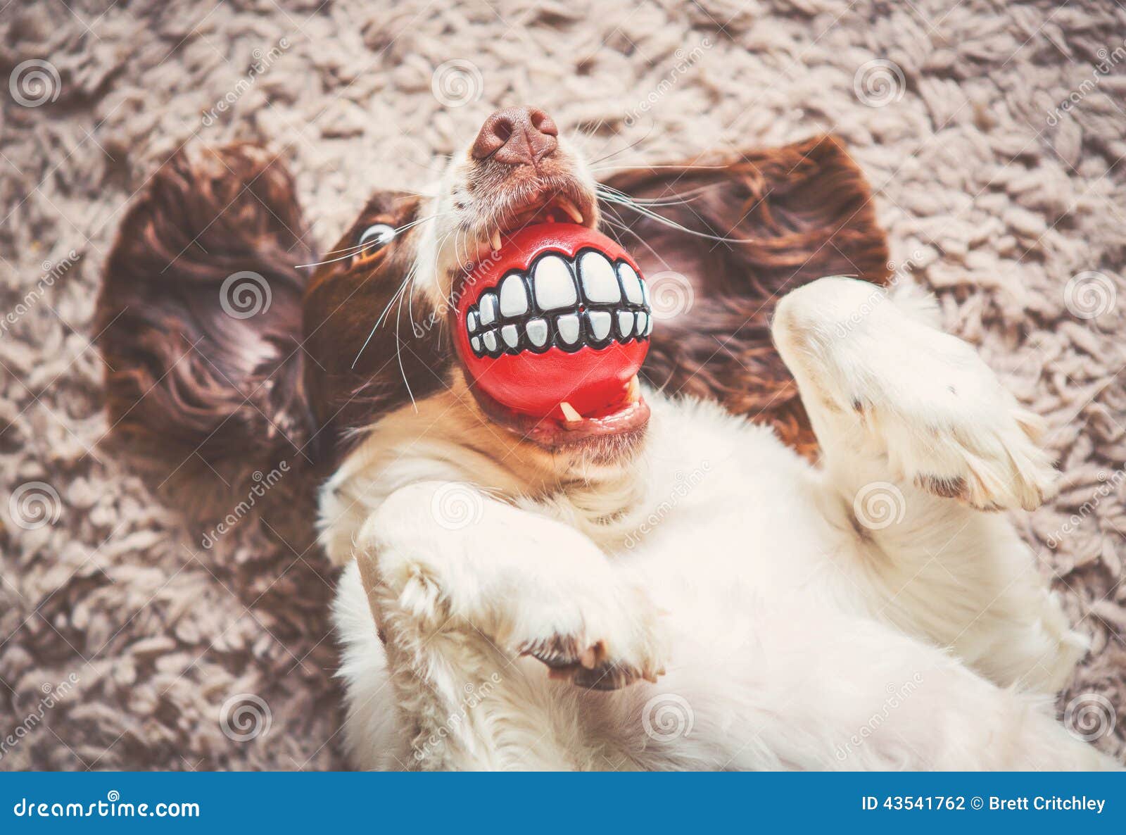 417,308 Funny Dog Stock Photos - Free & Royalty-Free Stock Photos from  Dreamstime