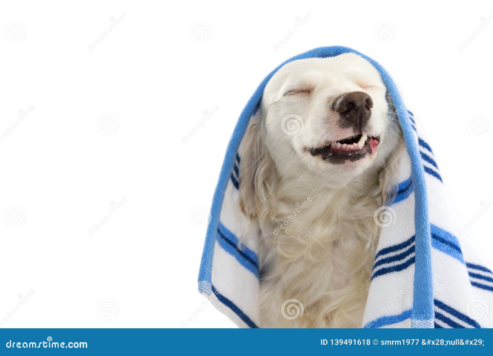 funny dog bathing. mixed-breed puppy wrapped with a blue colored towel. making a face.  studio shot against white