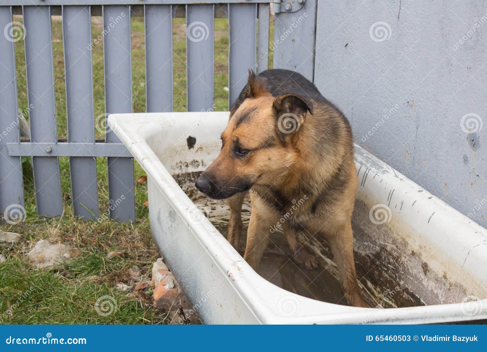 Funny dog in the bathroom stock image. Image of sweet 65460503