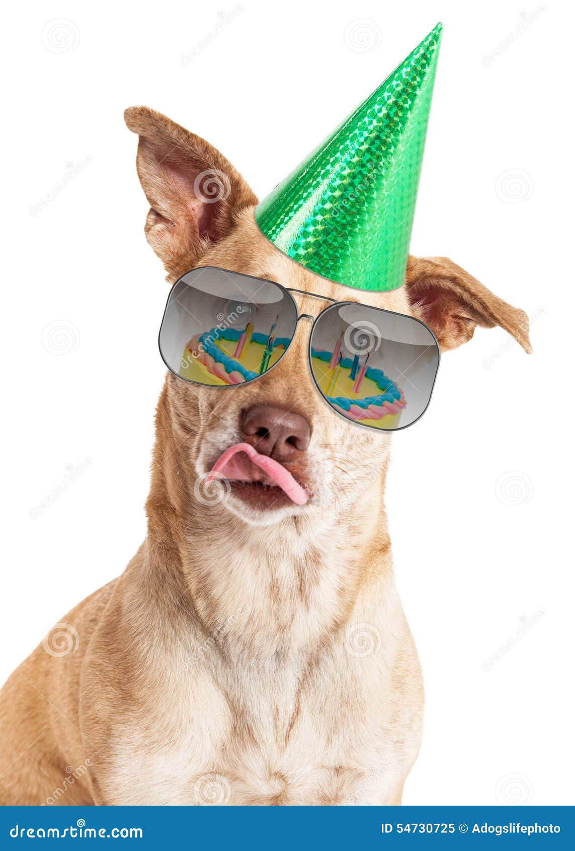 Funny Dog Birthday Cake Reflection Stock Image - Image of birthday ...