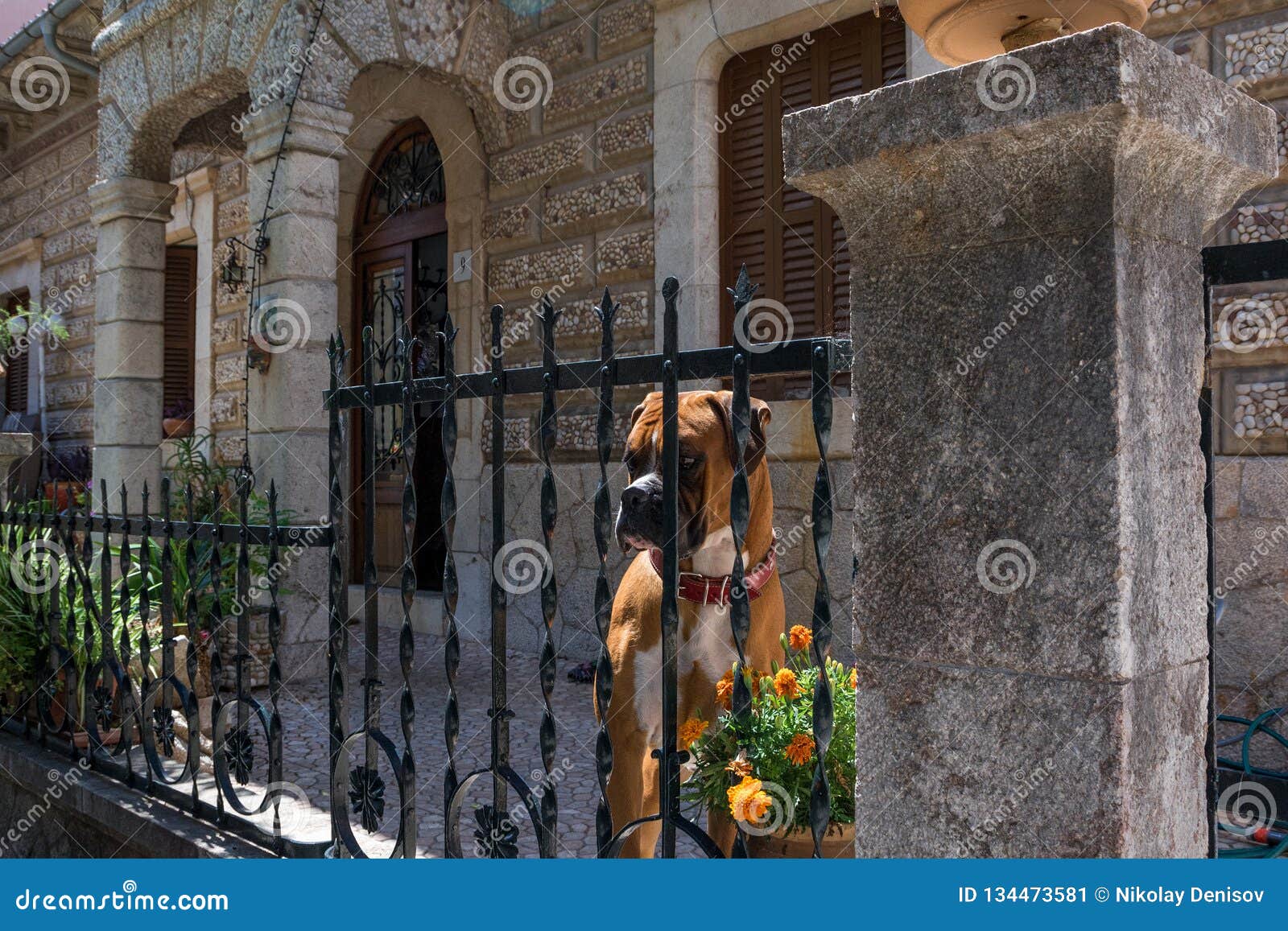 Funny Dog Breed Boxer Sitting Behind A Fence Stock Image Image of home, dirty 134473581
