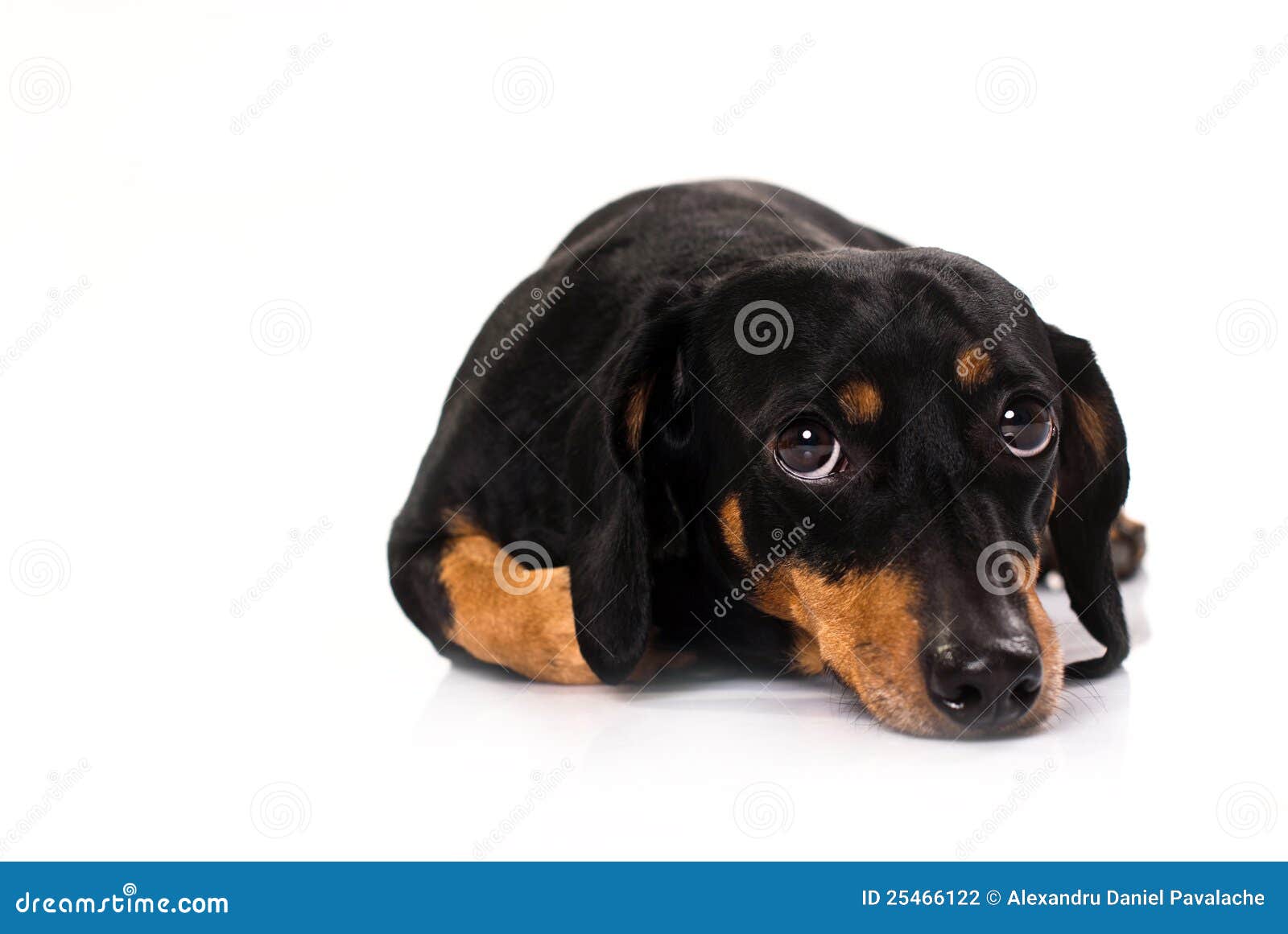 Funny Dog from Breed Dachshund Stock Photo Image of canine, breed