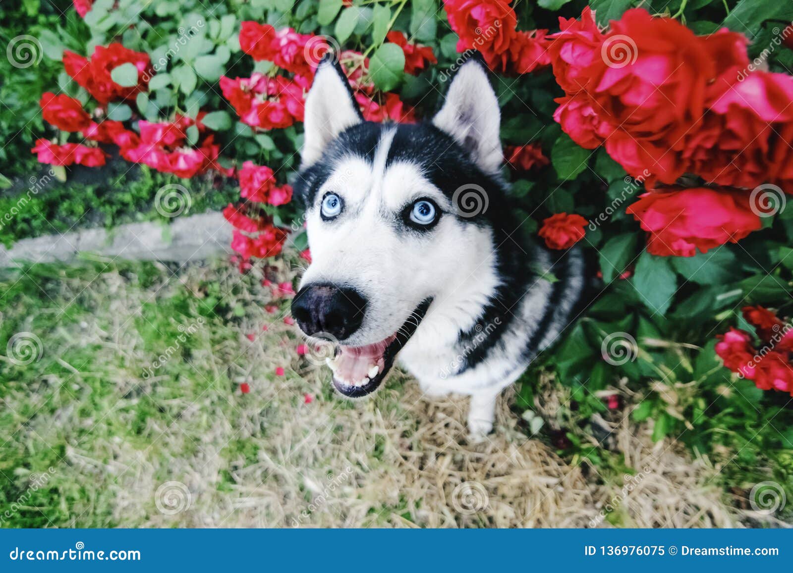 Look Full Of Love Pet Stock Image Image Of Siberian