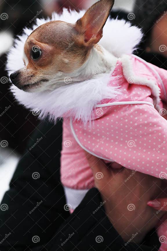 Funny dog clothes stock image. Image of animal, winter 23155837