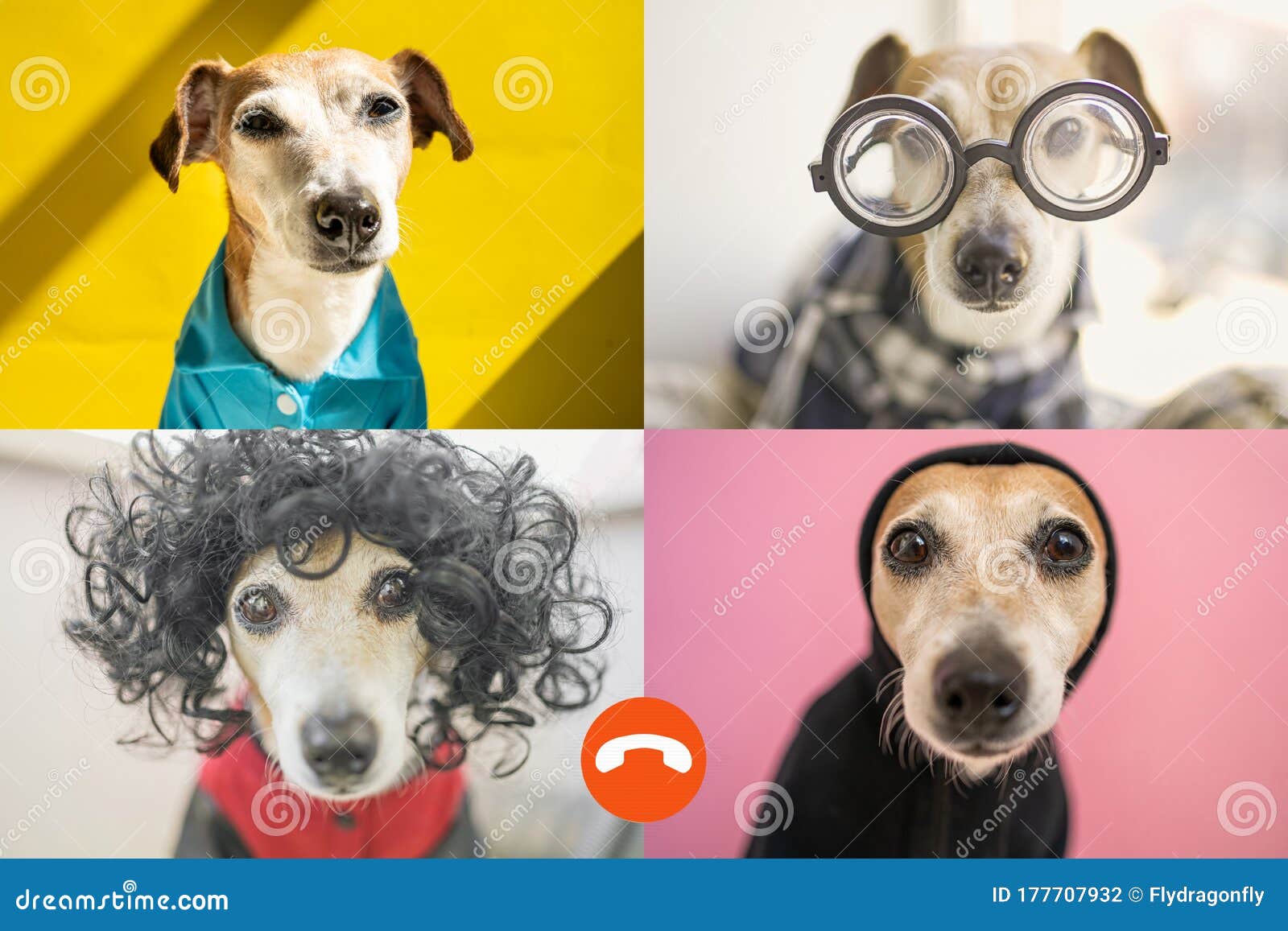Funny Dog Copy Online Group Chat Conference. Stock Photo - Image ...